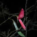 Image of Galactia longiflora Arn.