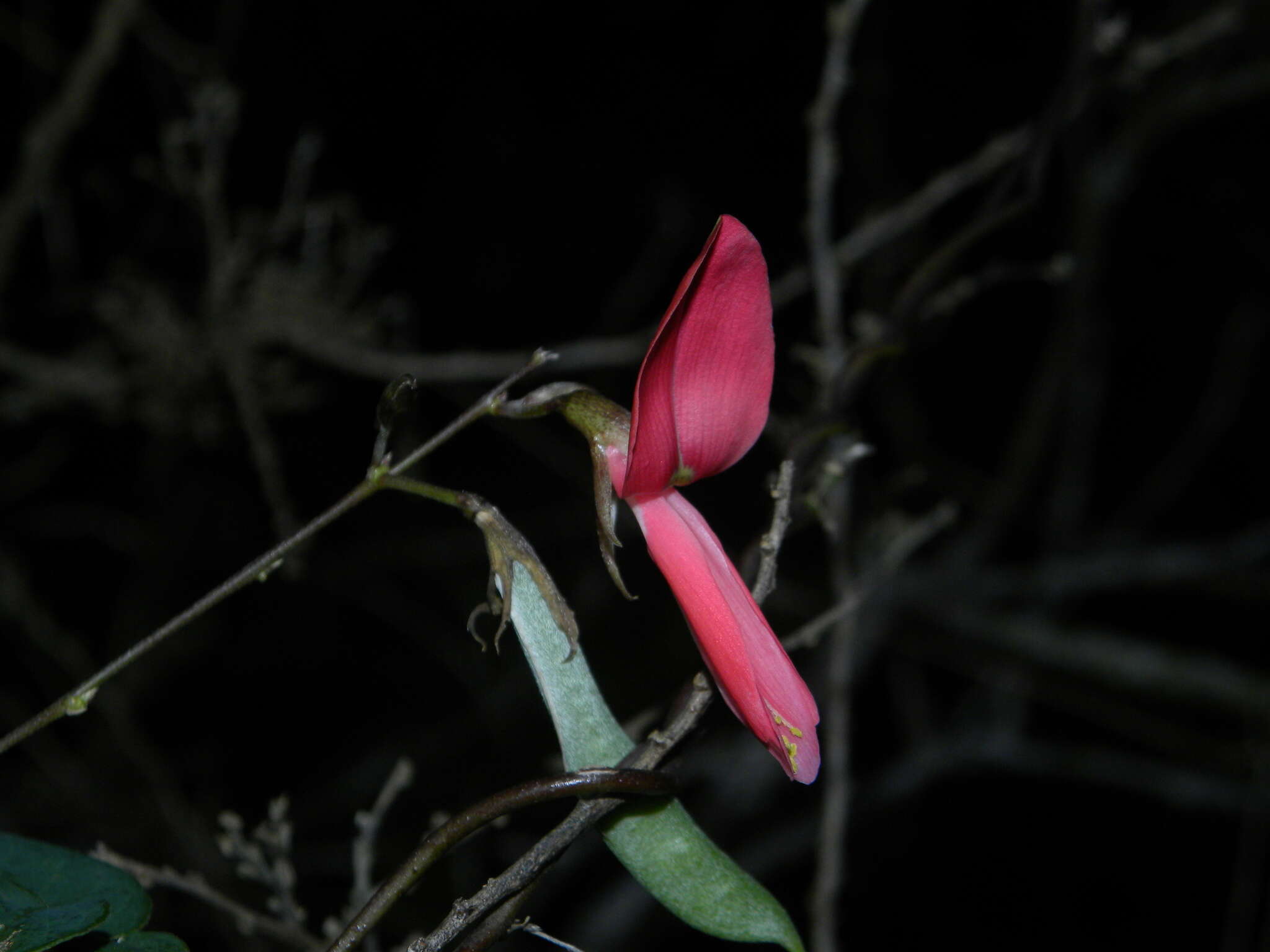 Image of Galactia longiflora Arn.