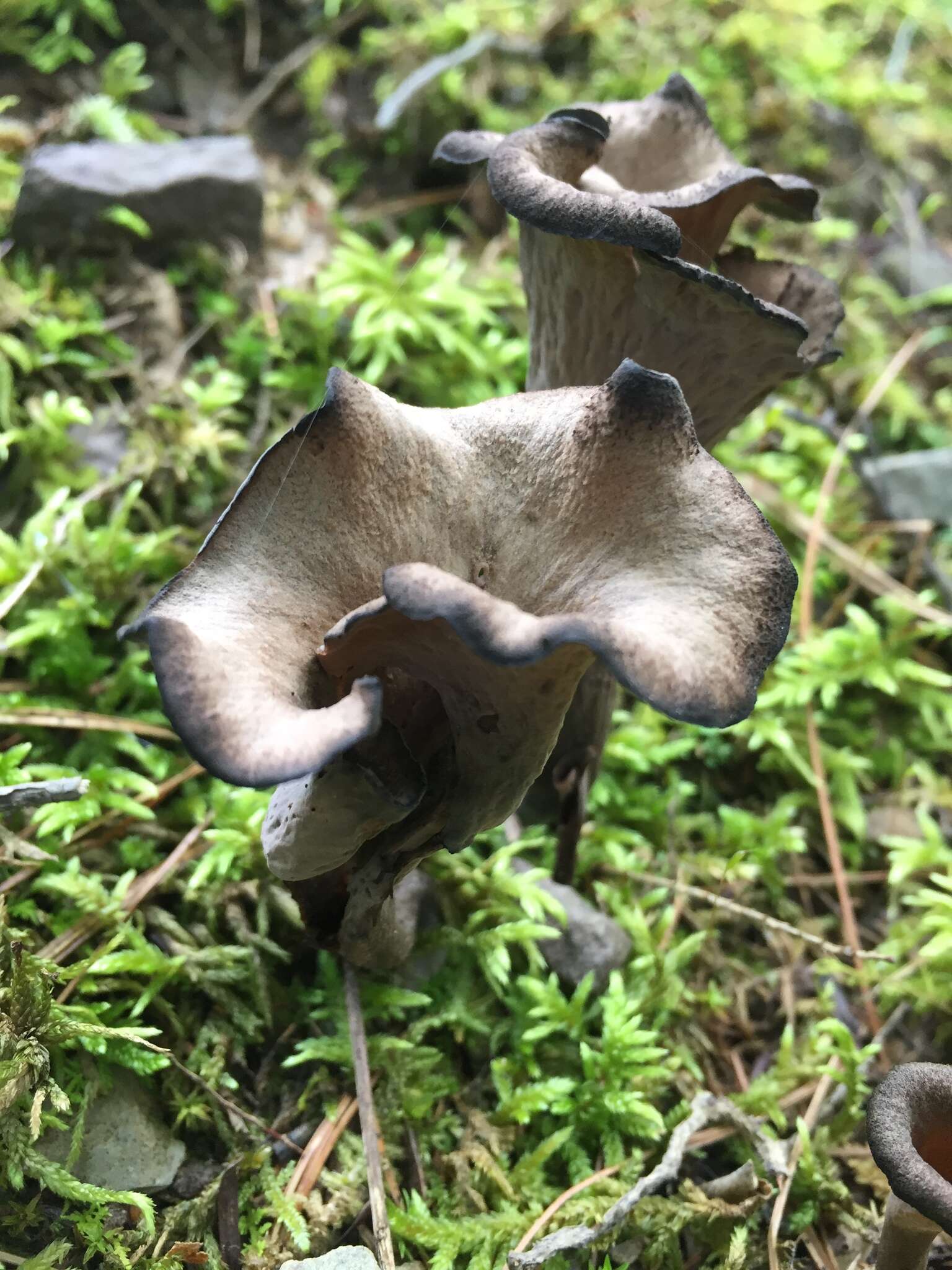 Image of Craterellus foetidus A. H. Sm. 1968