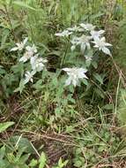 Image de Pycnanthemum loomisii Nutt.