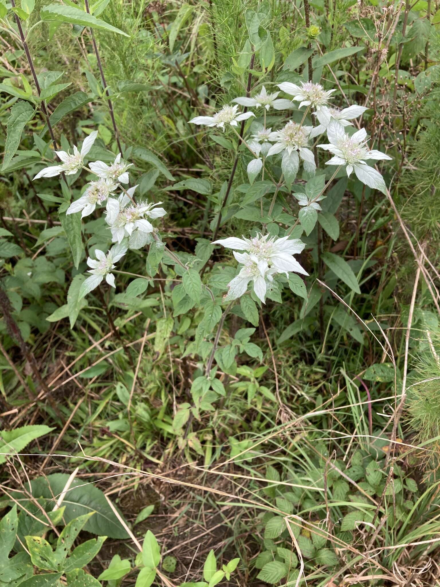 Image de Pycnanthemum loomisii Nutt.