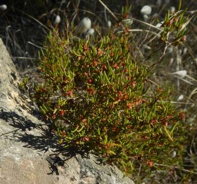 Image de Dodonaea hexandra F. Müll.