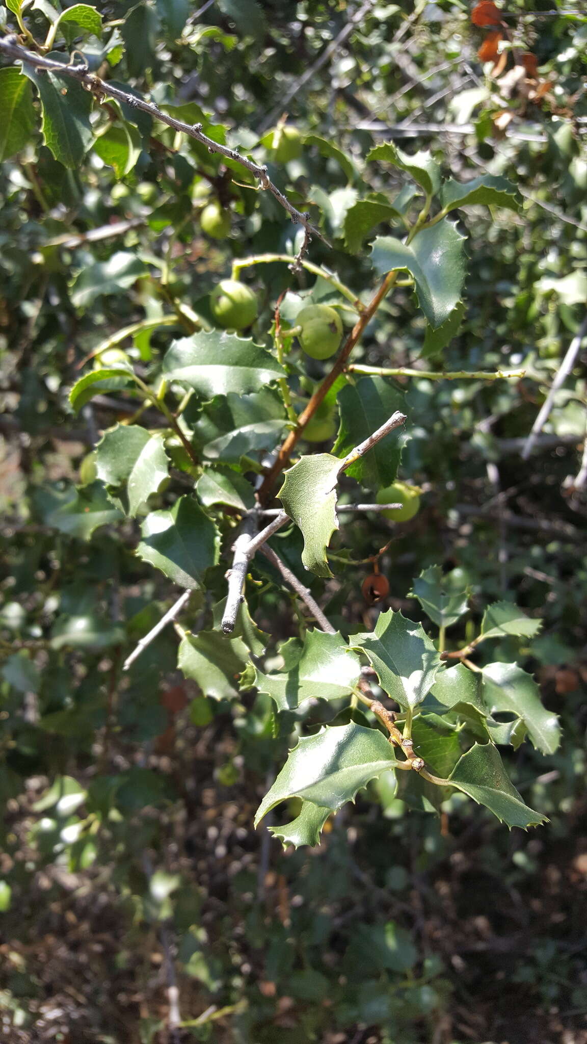 Image de Prunus ilicifolia (Nutt. ex Hook. & Arn.) D. Dietr.