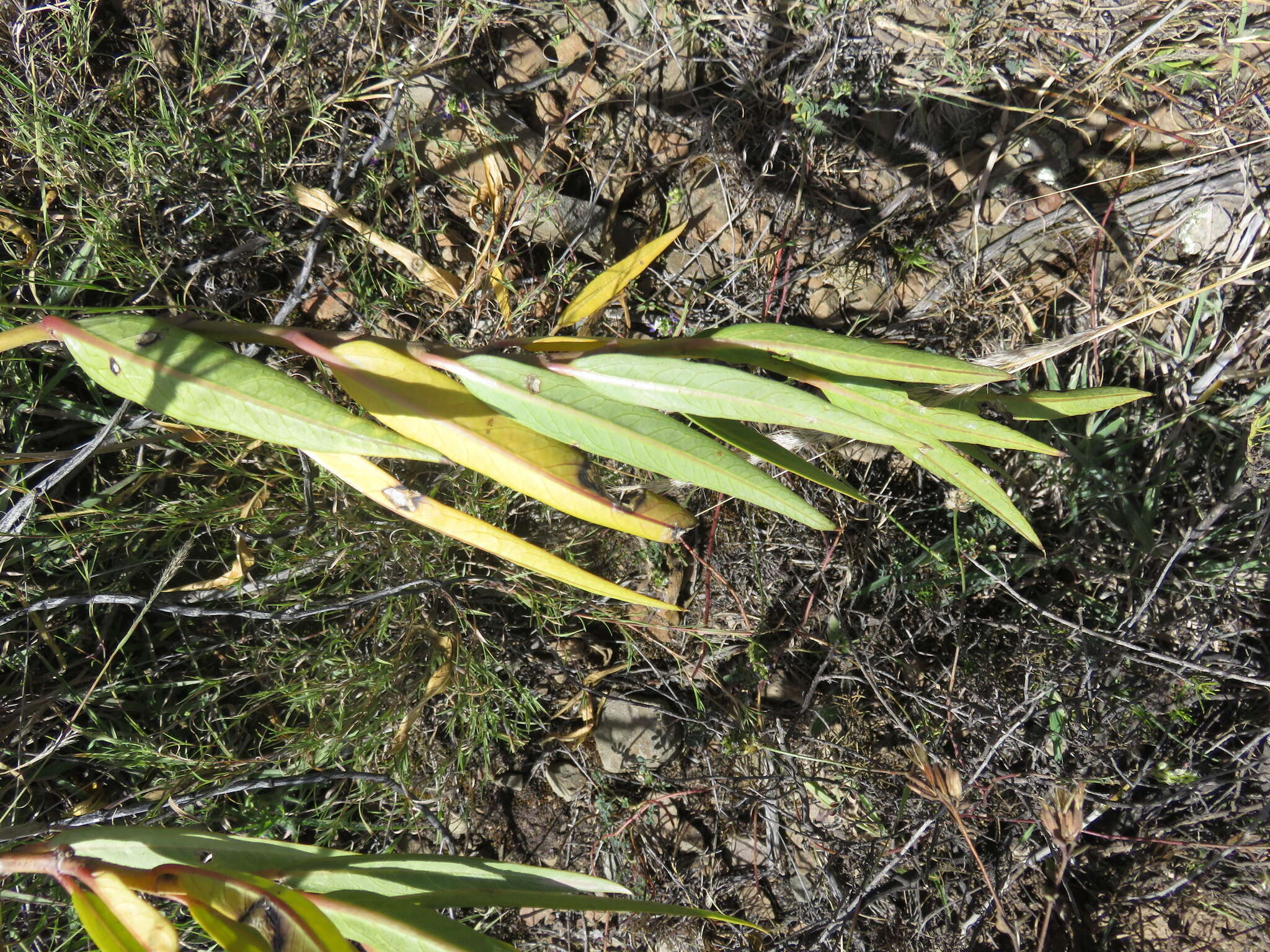 Image of Asclepias barjoniifolia Fourn.