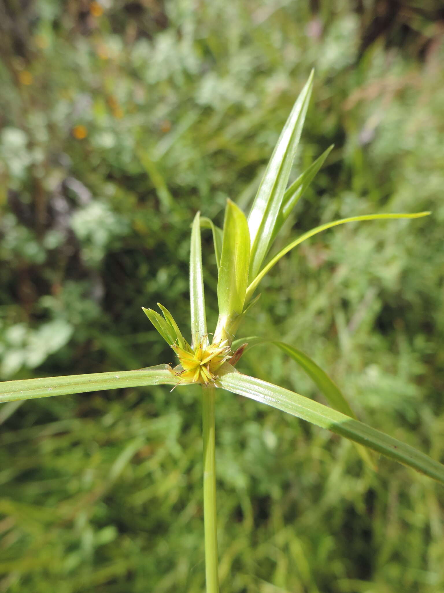 Image de Cyperus ridleyi Mattf. & Kük.