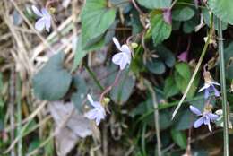 Image of Viola shinchikuensis Yamam.