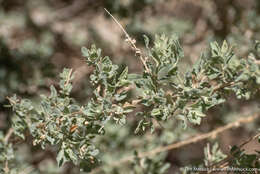 Atriplex torreyi (S. Wats.) S. Wats.的圖片