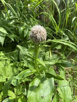 Image of Rhaponticum carthamoides subsp. carthamoides