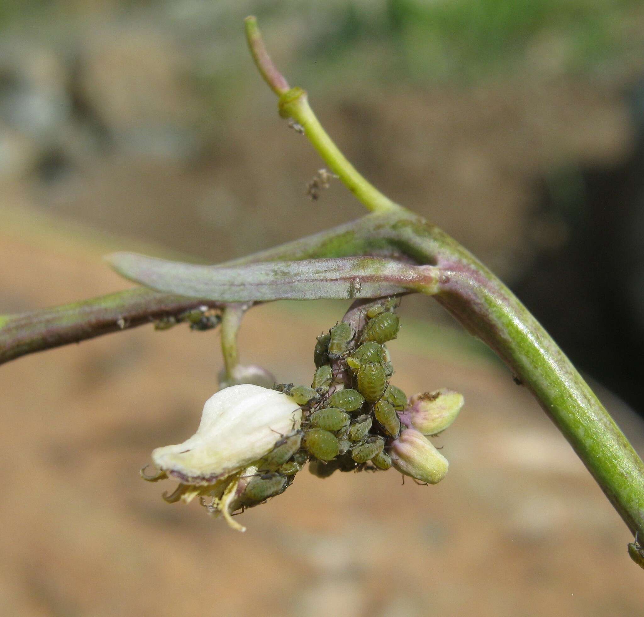 Image of Aphid