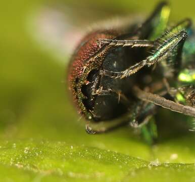 <i>Chrysis immaculata</i> resmi