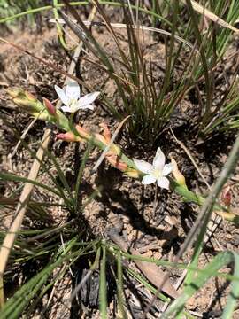 Image of Oxygonum dregeanum Meisn.