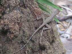 Image of Anolis bicaorum (Köhler 1996)