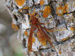 Image of Polistes kaibabensis Hayw. 1932