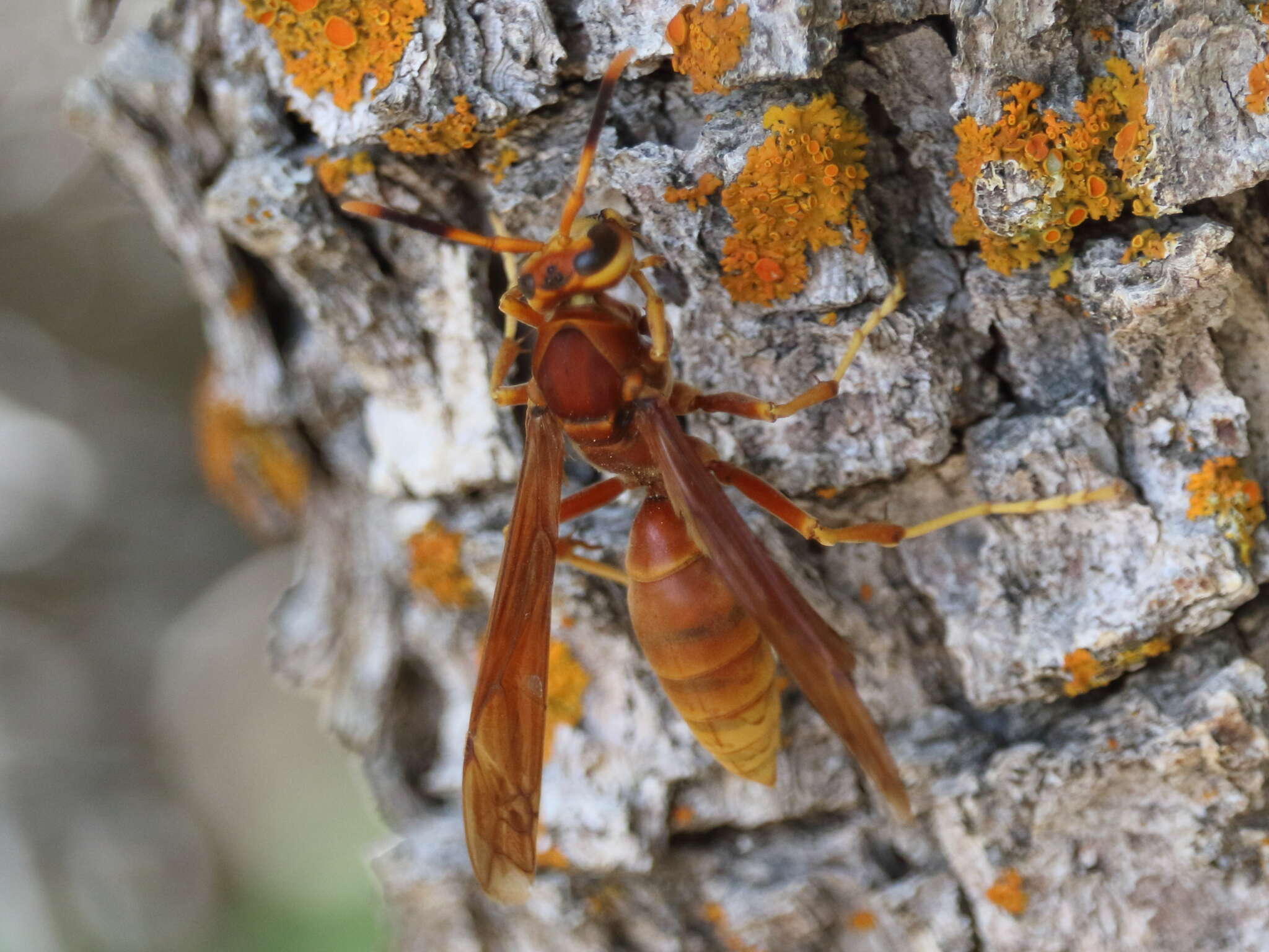 Image of Polistes kaibabensis Hayw. 1932