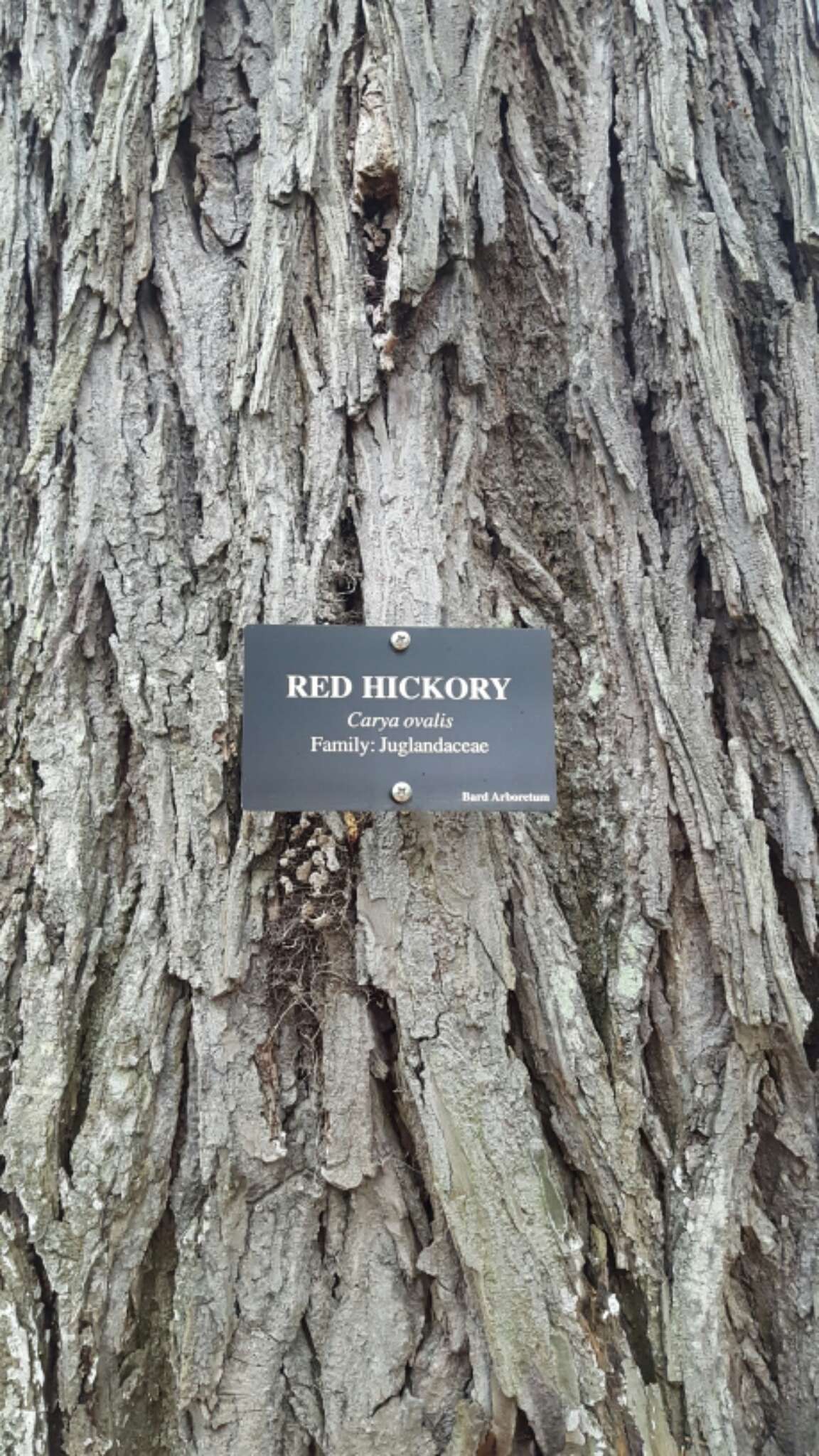 Image of Red Hickory