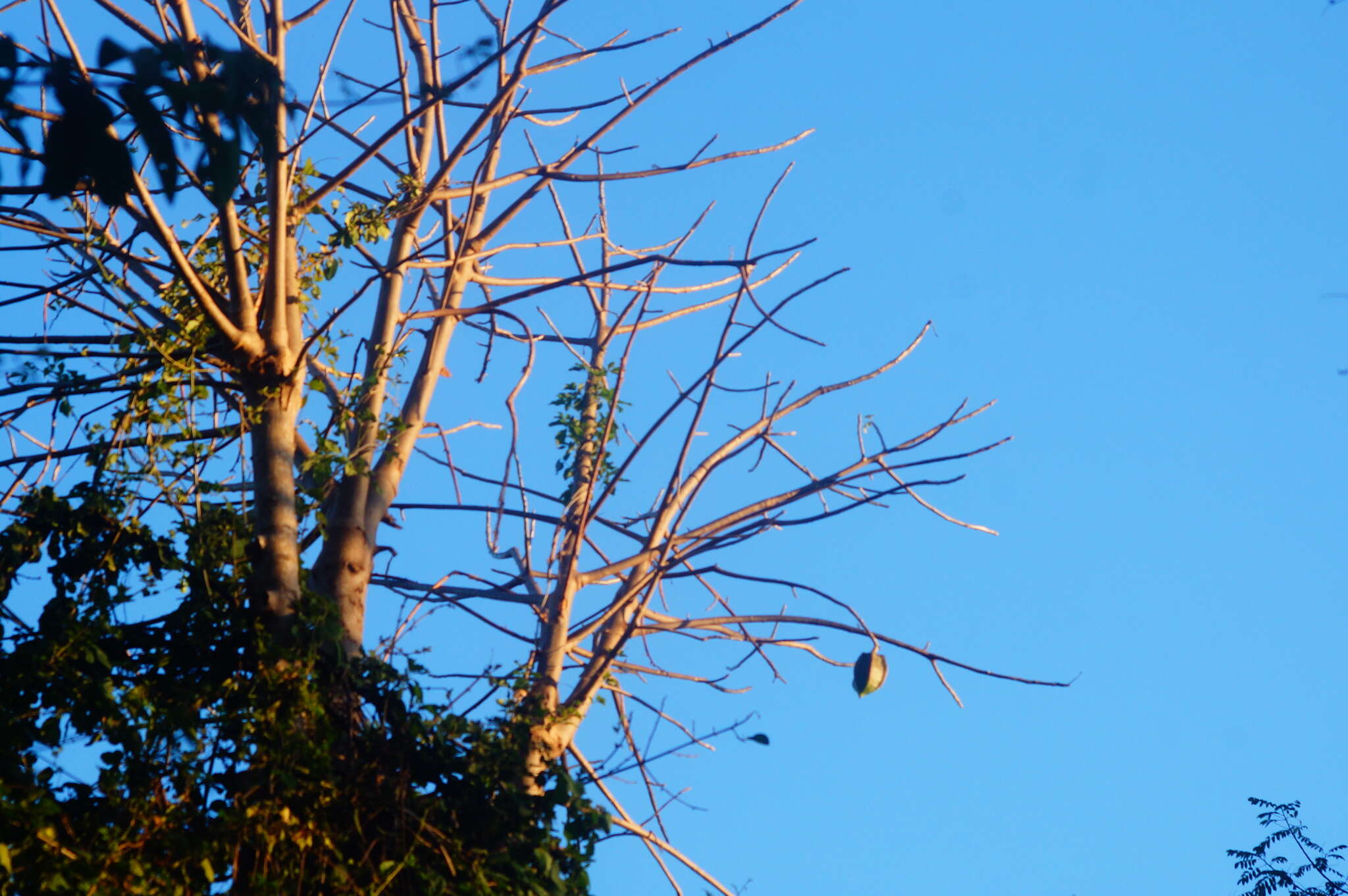 Image of Jacaratia mexicana A. DC.