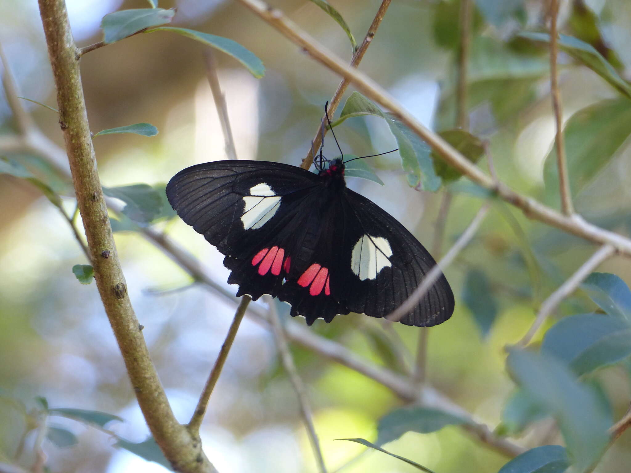 Слика од Parides anchises (Linnaeus 1758)