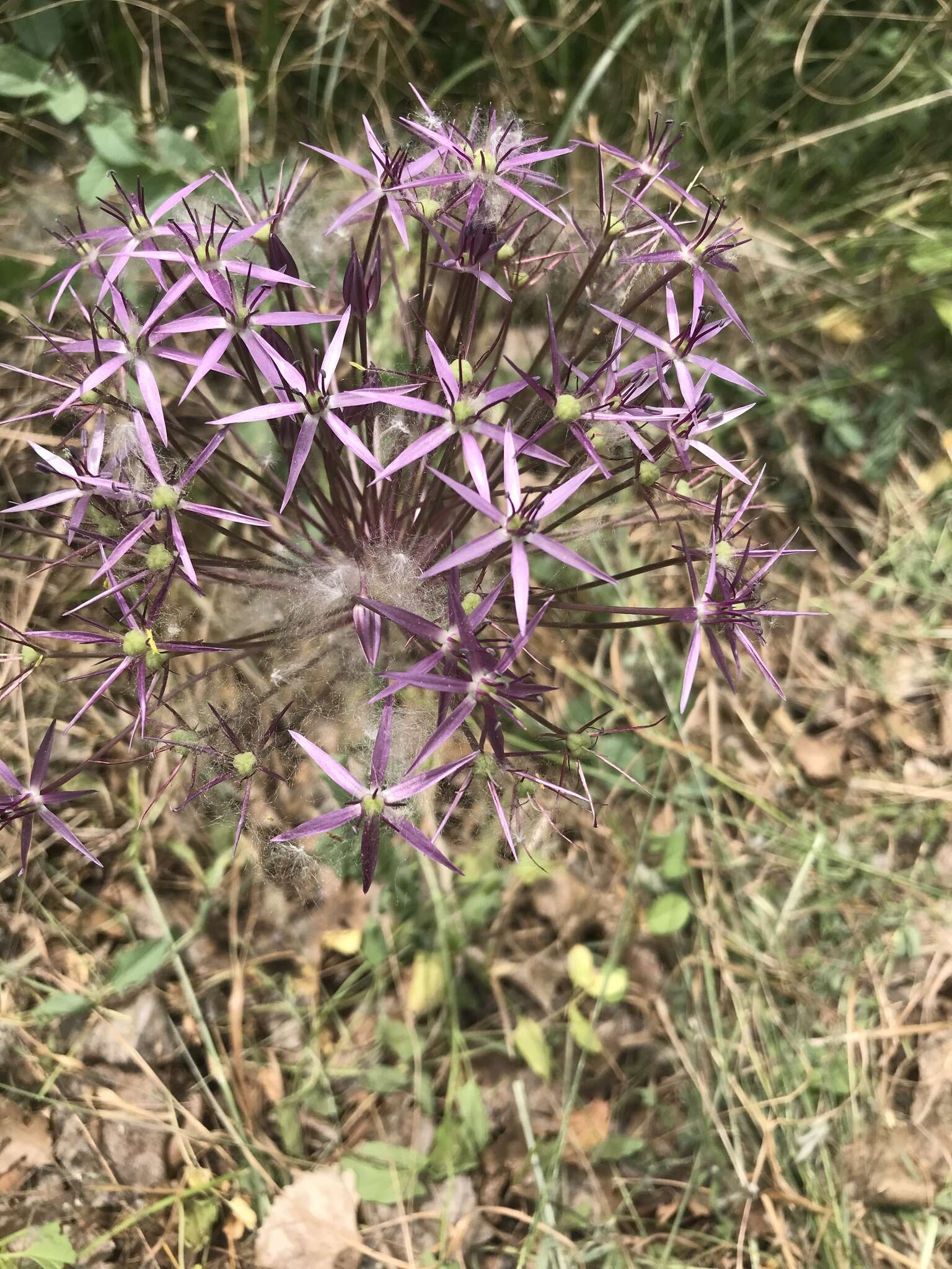 Image of Persian onion