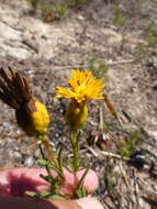 Sivun Pteronia tenuifolia DC. kuva