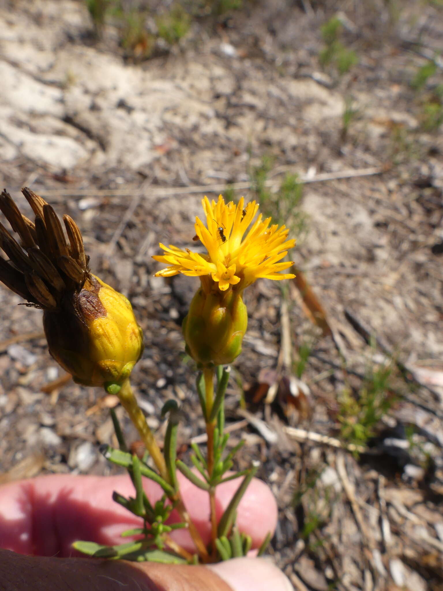 Sivun Pteronia tenuifolia DC. kuva