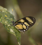 Image of Callithomia lenea Cramer 1782