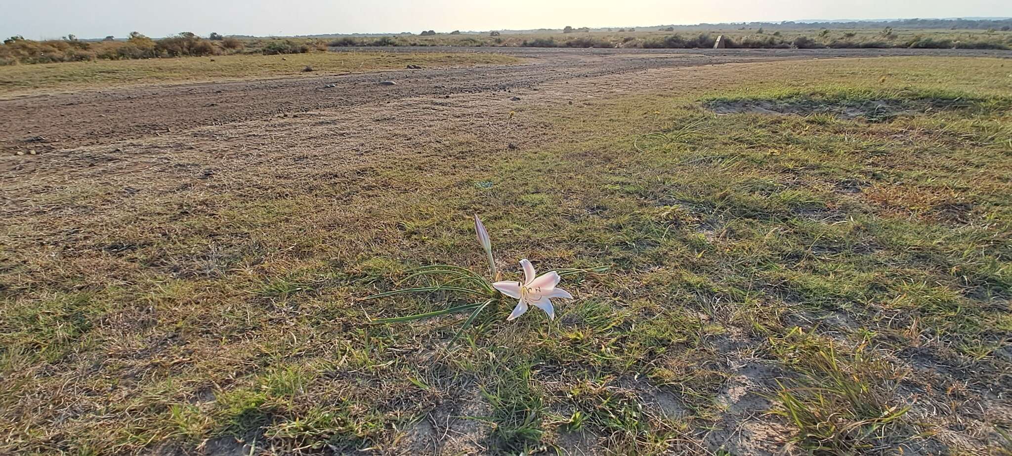 Image of Crinum acaule Baker