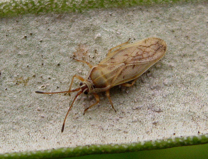 Image of Plerochila australis (Distant 1904)