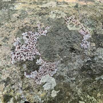 Image of wart lichen