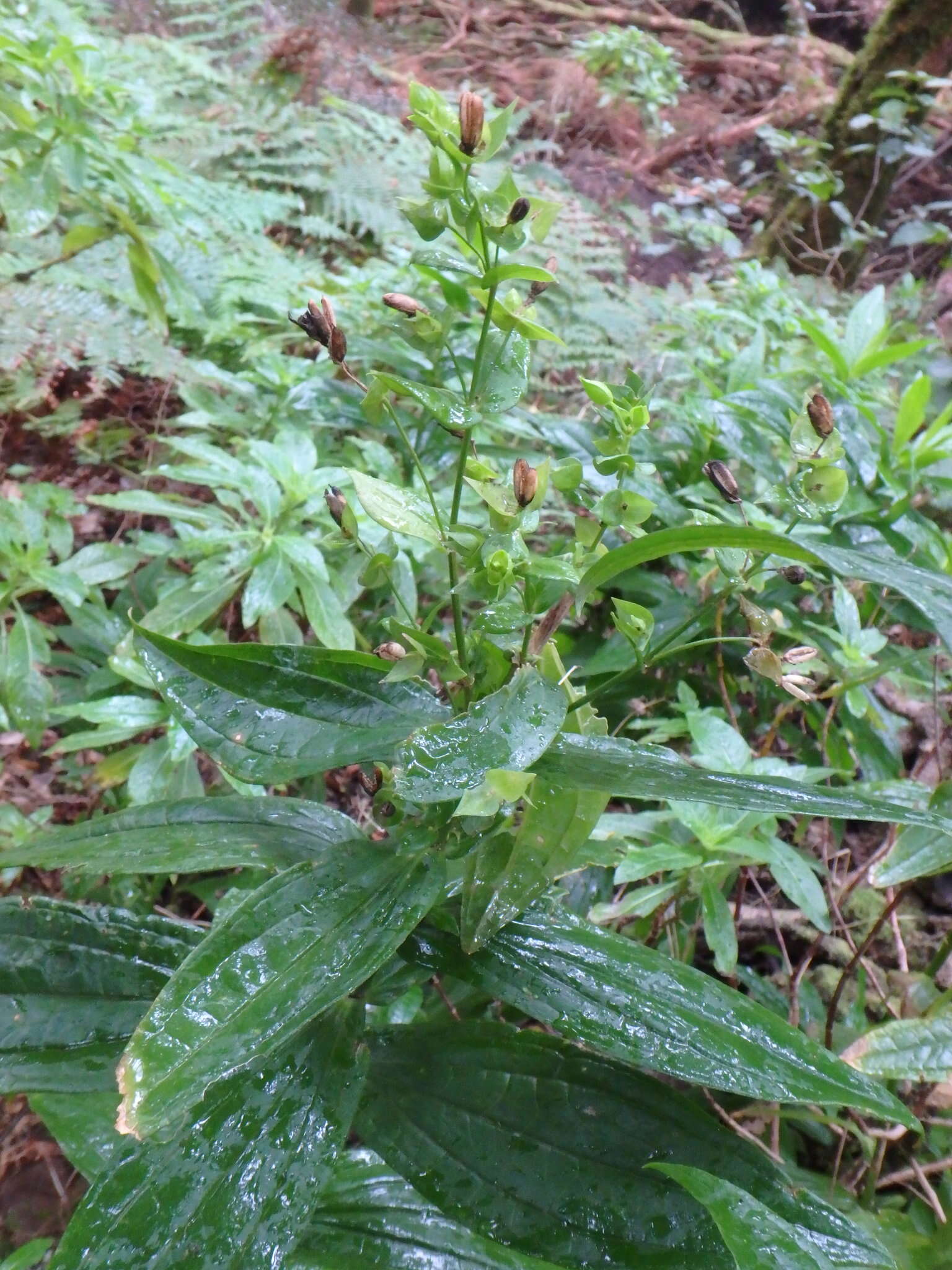 Image of Ixanthus viscosus (Ait.) Griseb.