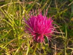 Image of Cirsium pannonicum (L. fil.) Link