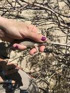 Image of Colorado Desert Fringe-toed Lizard