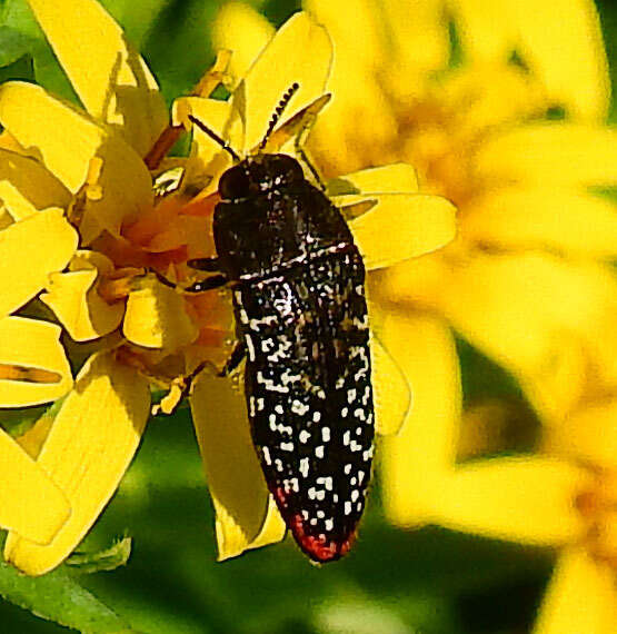 Image de Acmaeodera haemorrhoa Le Conte 1858