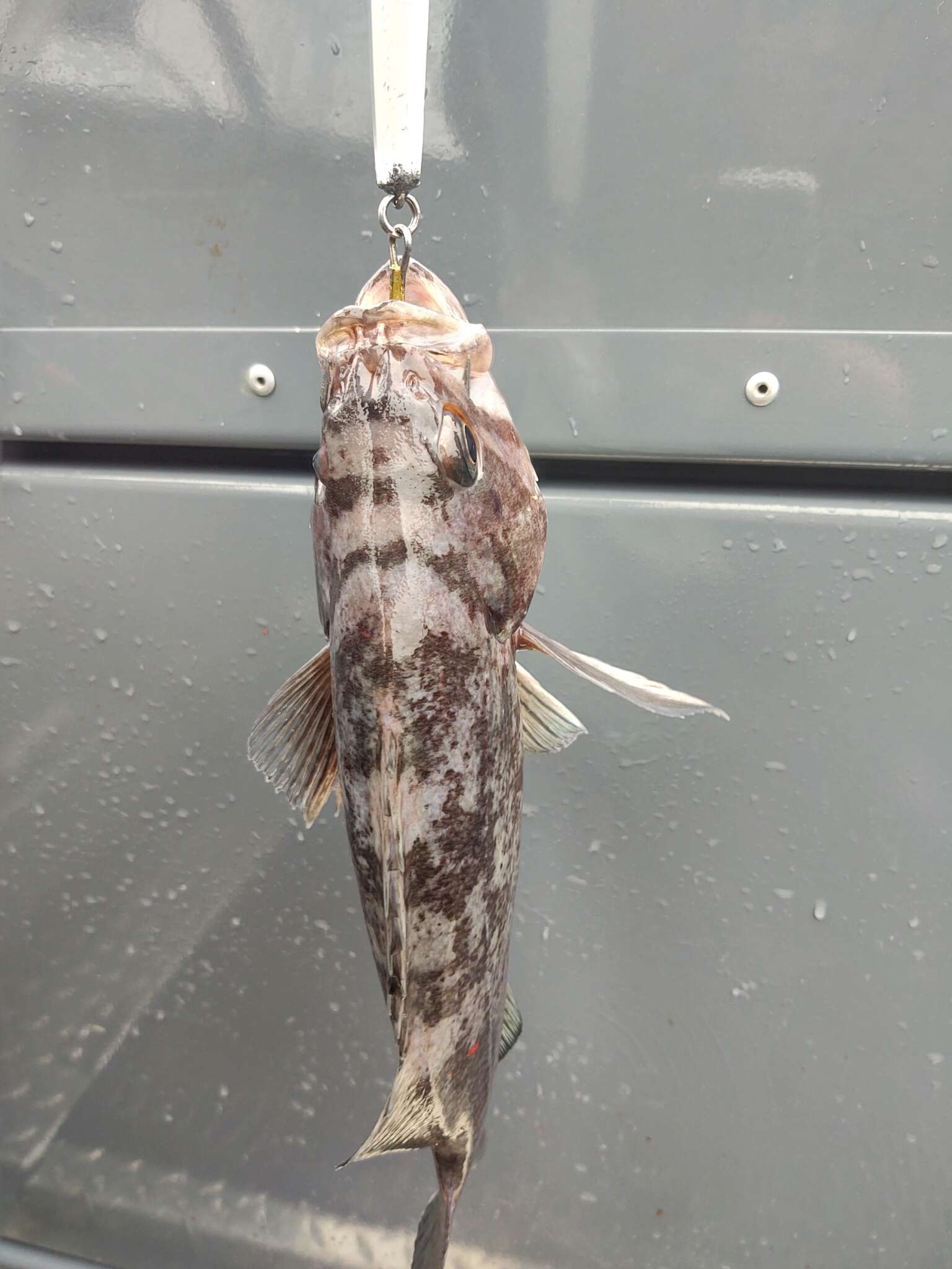 Image of Deacon rockfish