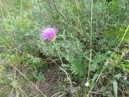 Image of Rhaponticum uniflorum subsp. uniflorum