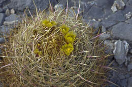 Image of Leconte's barrel cactus