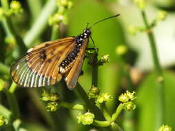 Image of Acraea horta Linnaeus 1764