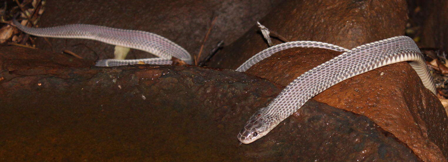 Image of Cape File Snake