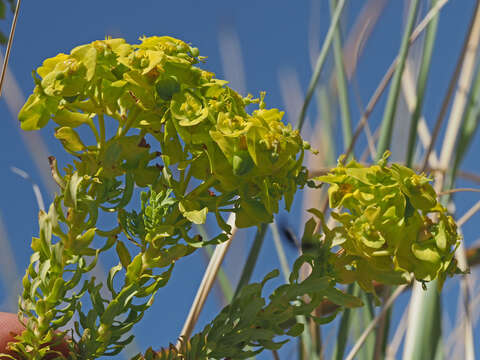 Sivun Euphorbia natalensis Bernh. ex C. Krauss kuva