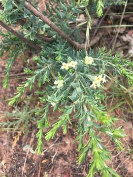 Слика од Thymelaea lythroides Barratte & Murb.