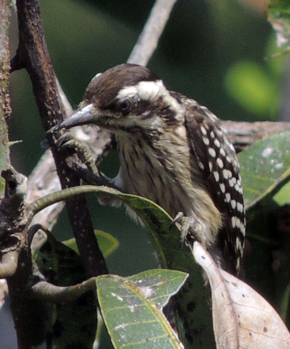 Image of Sunda Pygmy Woodpecker