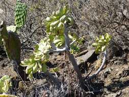 Image of Aeonium ciliatum (Willd.) Webb & Berth.