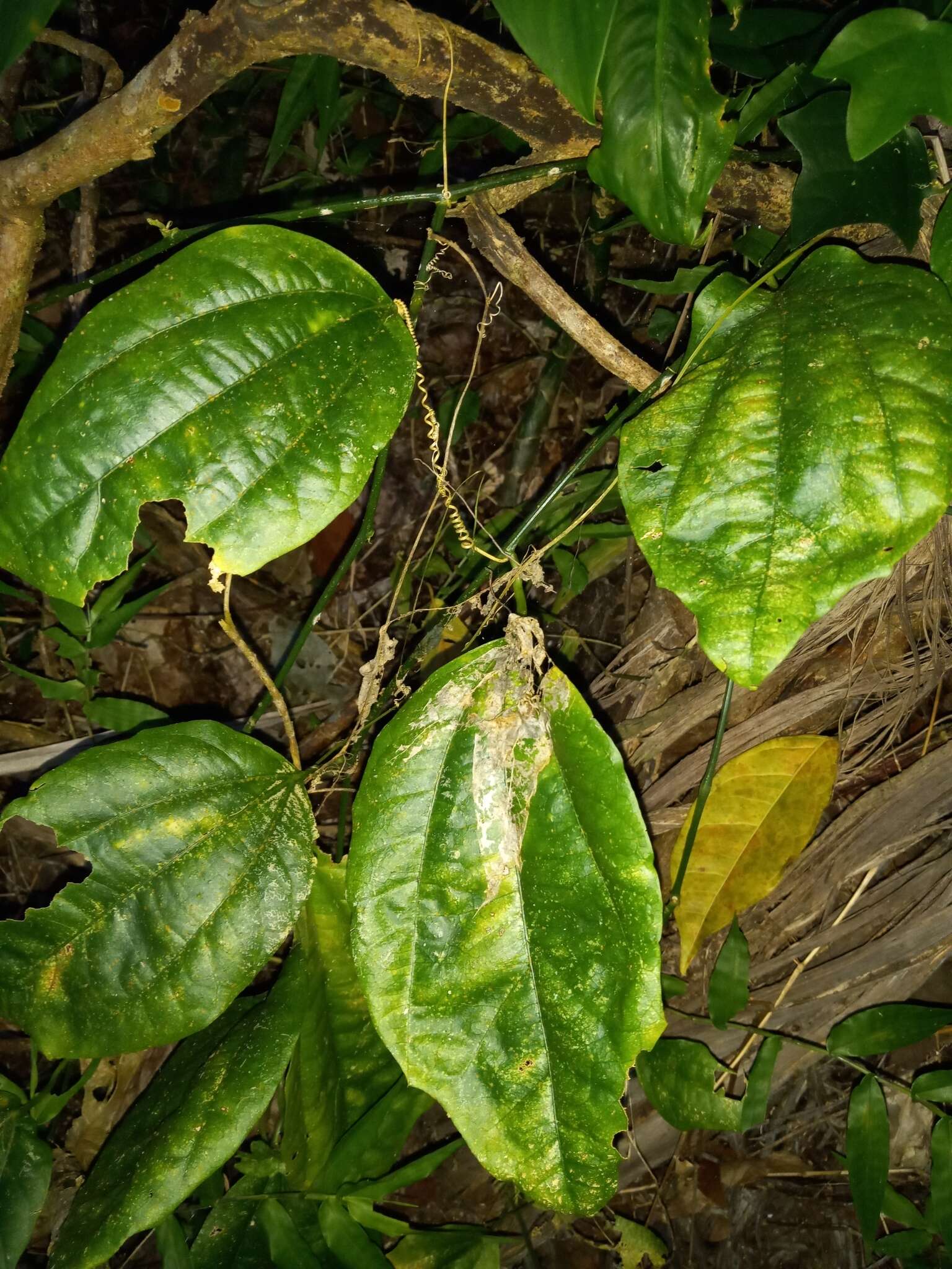 Image of Passiflora intricata