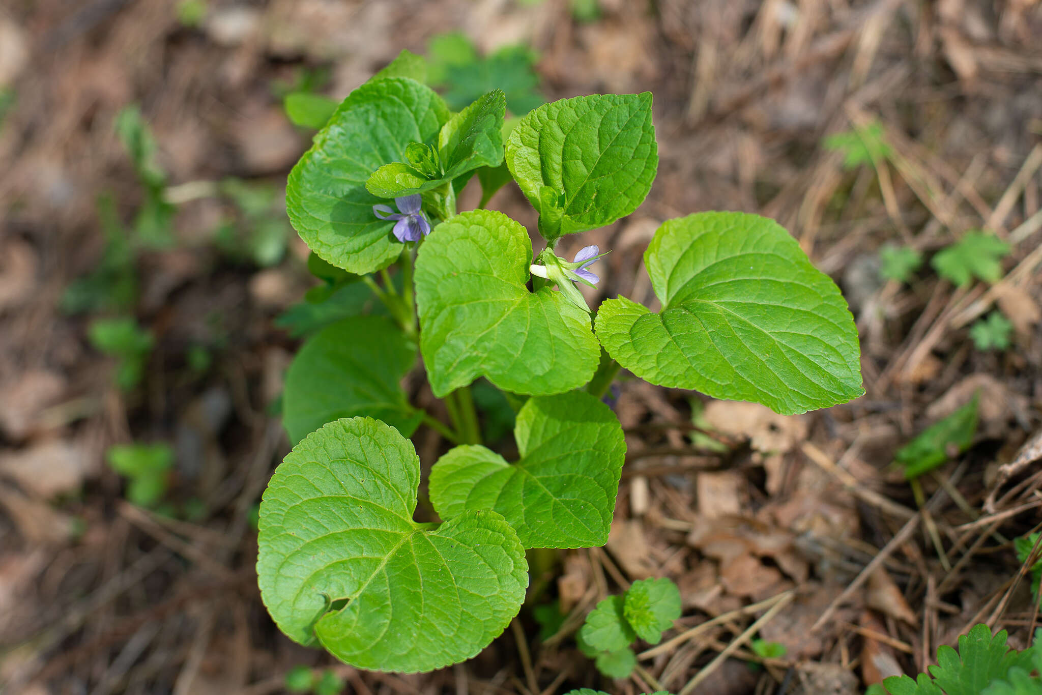 Image de Violette admirable