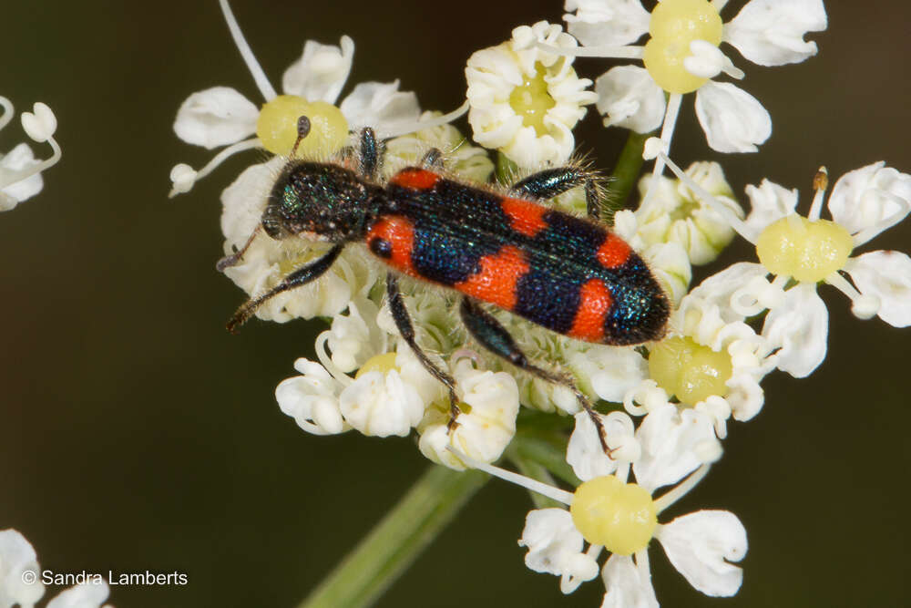 Image of <i>Trichodes leucopsideus</i>