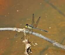 Image of <i>Agrionoptera longitudinalis biserialis</i> Selys 1879