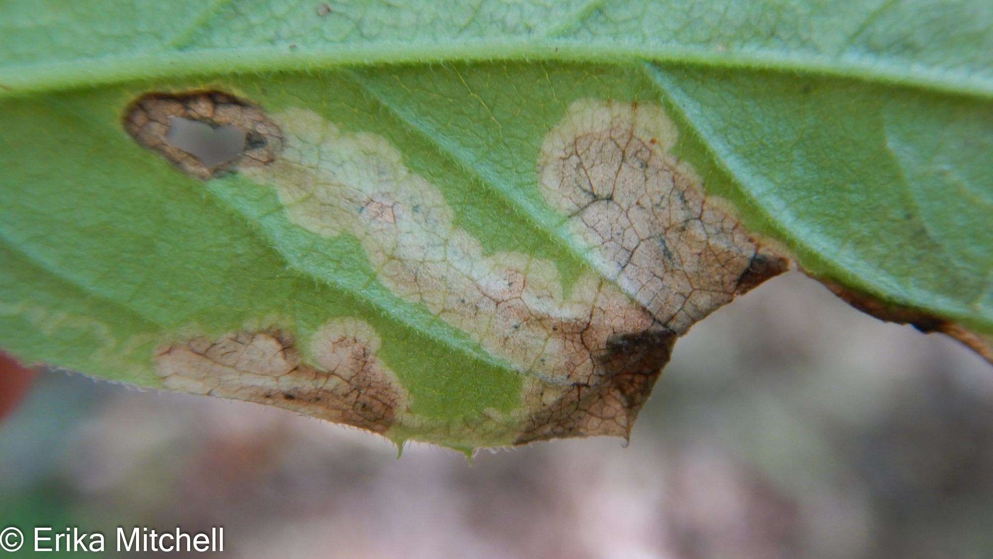 Image of <i>Liriomyza limopsis</i>