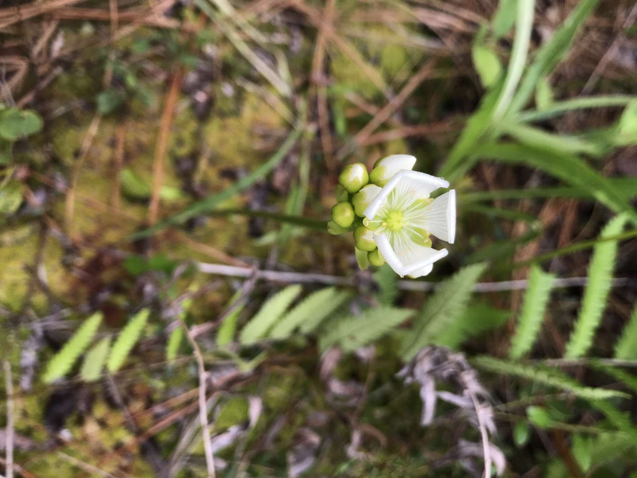 Image of Dionaea