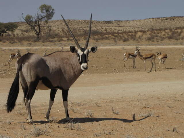 Image of Grazing antelope