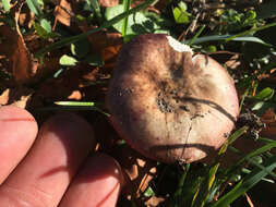 Image of Russula nitida (Pers.) Fr. 1838