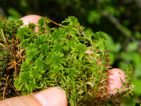 Image of sphagnum